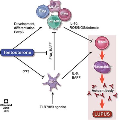 Androgen-Mediated Anti-inflammatory Cellular Processes as Therapeutic Targets in Lupus